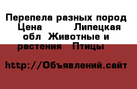 Перепела разных пород › Цена ­ 200 - Липецкая обл. Животные и растения » Птицы   